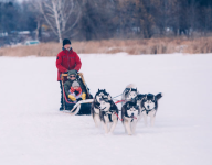 Celebration of the Lakes- Allemansratt Dog Sled Rides