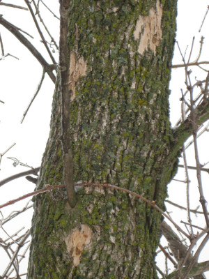 emerald ash borer infected tree