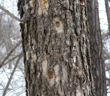Emerald Ash Borer infested tree